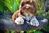 Jackson-LABOR DAY SALE-TAKE $100 OFF!!!, a male Havanese and Havapoo for sale in Marshfield, MO – 2 of 10