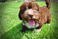 Baxter-PENDING SALE!, a male Havanese and Poodle - Toy  for sale in Marshfield, MO – 5 of 10