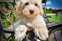 Gabby, a female Havanese and Poodle - Toy  for sale in Marshfield, MO – 4 of 10