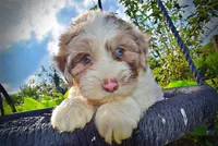 Simba-SUMMER SALE!!  $100 off listed price!!, a male Havanese and Poodle - Toy  for sale in Marshfield, MO – 5 of 9