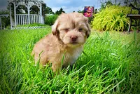 Peanut - MEMORIAL DAY SALE-$150 OFF!!, a male Havanese and Poodle - Toy  for sale in Marshfield, MO – 5 of 10