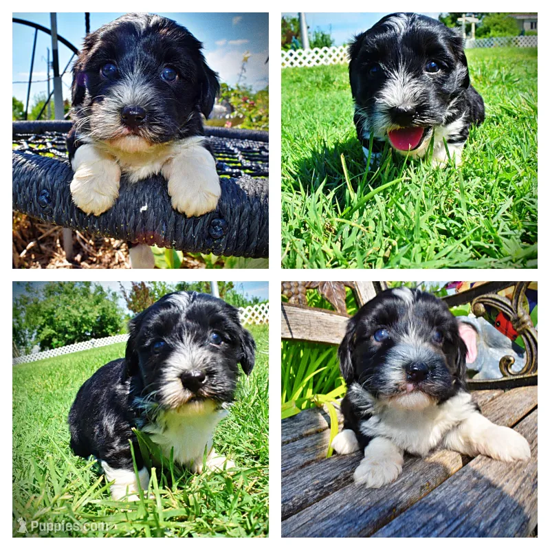 Trixie – Havanese, Poodle - Toy  puppy for sale in Marshfield, MO