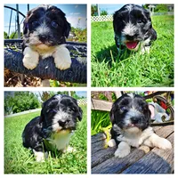 Trixie, a female Havanese and Poodle - Toy  for sale in Marshfield, MO – 1 of 9