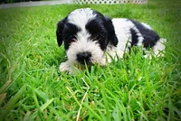 Shadow, a male Havanese and Poodle - Toy  for sale in Marshfield, MO – 7 of 10
