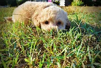 Luigi, a male Havapoo for sale in Marshfield, MO – 8 of 9