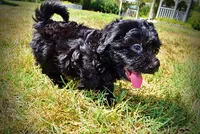 Isabella-LABOR DAY SALE-TAKE $100 OFF!!!, a female Havanese and Poodle - Toy  for sale in Marshfield, MO – 4 of 10