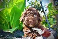 Hannah, a female Havanese and Poodle - Toy  for sale in Marshfield, MO – 4 of 10