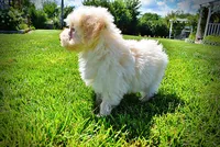 Gabby, a female Havanese and Poodle - Toy  for sale in Marshfield, MO – 8 of 10