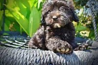 Isabella-LABOR DAY SALE-TAKE $100 OFF!!!, a female Havanese and Poodle - Toy  for sale in Marshfield, MO – 3 of 10