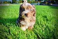 Elektra, a female Havanese and Poodle - Toy  for sale in Marshfield, MO – 3 of 10
