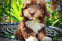Elvira, a female Havanese and Poodle - Toy  for sale in Marshfield, MO – 2 of 10