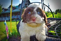 Teddy-SUMMER SALE!!  $100 off listed price!!, a male Havanese and Poodle - Toy  for sale in Marshfield, MO – 6 of 9