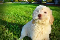 Daisy, a female Havanese and Poodle - Toy  for sale in Marshfield, MO – 8 of 10