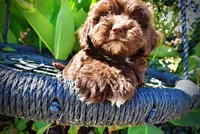 Jolene-LABOR DAY SALE-TAKE $100 OFF!!!, a female Havanese for sale in Marshfield, MO – 2 of 10
