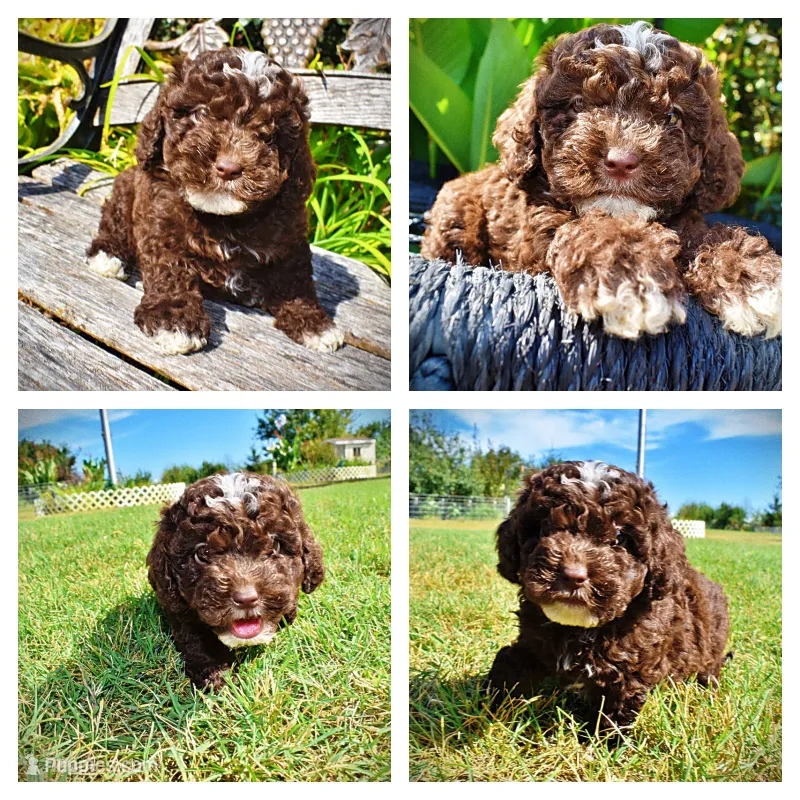 Juno-LABOR DAY SALE-TAKE $100 OFF!!! – Havanese, Poodle - Toy  puppy for sale in Marshfield, MO
