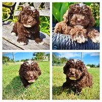 Juno-LABOR DAY SALE-TAKE $100 OFF!!!, a female Havanese and Havapoo for sale in Marshfield, MO – 1 of 9