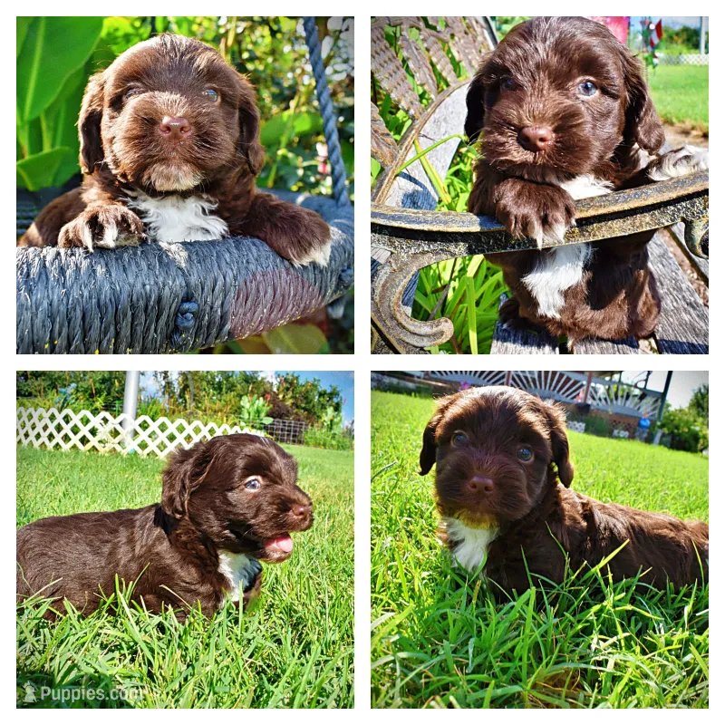 Hershey – Havanese, Poodle - Toy  puppy for sale in Marshfield, MO