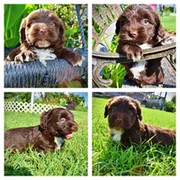 Hershey, a male Havanese and Poodle - Toy  for sale in Marshfield, MO – 1 of 10