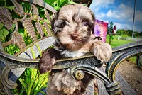 Heavenly, a female Havanese and Poodle - Toy  for sale in Marshfield, MO – 4 of 10