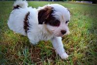 Muffin, a female Havapoo for sale in Marshfield, MO – 8 of 10