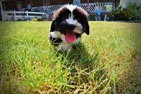 Kibbles, a male Havanese and Havapoo for sale in Marshfield, MO – 7 of 10