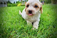 Ashley, a female Havanese and Poodle - Toy  for sale in Marshfield, MO – 9 of 10