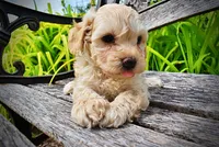 Armani, a male Havanese and Poodle - Toy  for sale in Marshfield, MO – 7 of 10