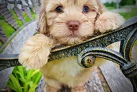 Presto-MEMORIAL DAY SALE-$150 OFF!!, a male Havanese and Poodle - Toy  for sale in Marshfield, MO – 2 of 10