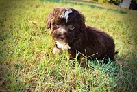 Levi, a male Havapoo for sale in Marshfield, MO – 10 of 10