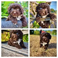 Latte, a male Havapoo for sale in Marshfield, MO – 1 of 10