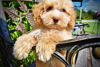 Gracie, a female Havanese and Poodle - Toy  for sale in Marshfield, MO – 5 of 10