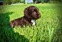 Hershey, a male Havanese and Poodle - Toy  for sale in Marshfield, MO – 5 of 10
