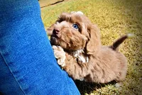 Oscar, a male Havapoo for sale in Marshfield, MO – 7 of 10
