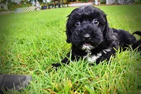 Harmony-LABOR DAY SALE-TAKE $100 OFF!!!, a female Havanese and Poodle - Toy  for sale in Marshfield, MO – 8 of 10