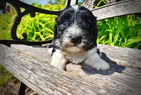 Trixie, a female Havanese and Poodle - Toy  for sale in Marshfield, MO – 3 of 9