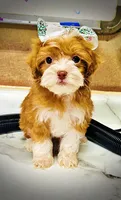 Trinket, a female Havanese and Poodle - Toy  for sale in Marshfield, MO – Photo 1 of 10