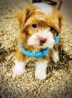 Trinket, a female Havanese and Poodle - Toy  for sale in Marshfield, MO – Photo 4 of 10