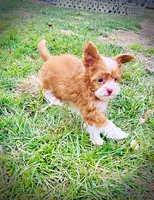 Trinket, a female Havanese and Poodle - Toy  for sale in Marshfield, MO – Photo 5 of 10
