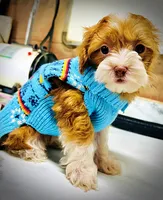 Trinket, a female Havanese and Poodle - Toy  for sale in Marshfield, MO – Photo 3 of 10