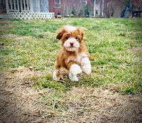 Trinket, a female Havanese and Poodle - Toy  for sale in Marshfield, MO – Photo 2 of 10