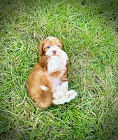 Trinket, a female Havanese and Poodle - Toy  for sale in Marshfield, MO – Photo 9 of 10