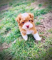 Trinket, a female Havanese and Poodle - Toy  for sale in Marshfield, MO – Photo 8 of 10