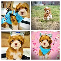 Trinket, a female Havanese and Poodle - Toy  for sale in Marshfield, MO – Photo 10 of 10