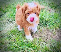 Trinket, a female Havanese and Poodle - Toy  for sale in Marshfield, MO – Photo 7 of 10