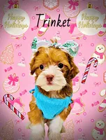 Trinket, a female Havanese and Poodle - Toy  for sale in Marshfield, MO – Photo 6 of 10