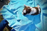 Lucky, a male Havanese and Poodle - Toy  for sale in Marshfield, MO – Photo 6 of 6
