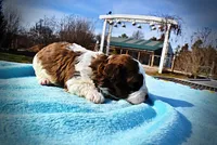 Lucky, a male Havanese and Poodle - Toy  for sale in Marshfield, MO – Photo 5 of 6