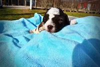 Lucky, a male Havanese and Poodle - Toy  for sale in Marshfield, MO – Photo 2 of 6