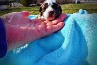 Lucky, a male Havanese and Poodle - Toy  for sale in Marshfield, MO – Photo 3 of 6