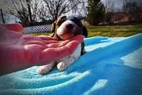 Lucky, a male Havanese and Poodle - Toy  for sale in Marshfield, MO – Photo 4 of 6